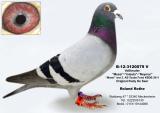 Bild der Taube